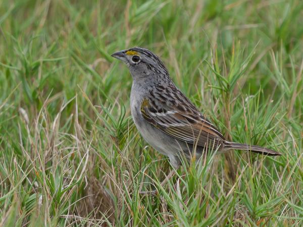 Graslandgors (Ammodramus humeralis)